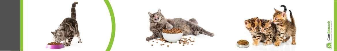 Alimentación para gatos